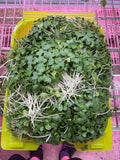Broccoli Microgreens — 10 oz Pack