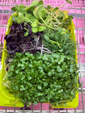 Variety Microgreens Mix — 10 oz Pack
