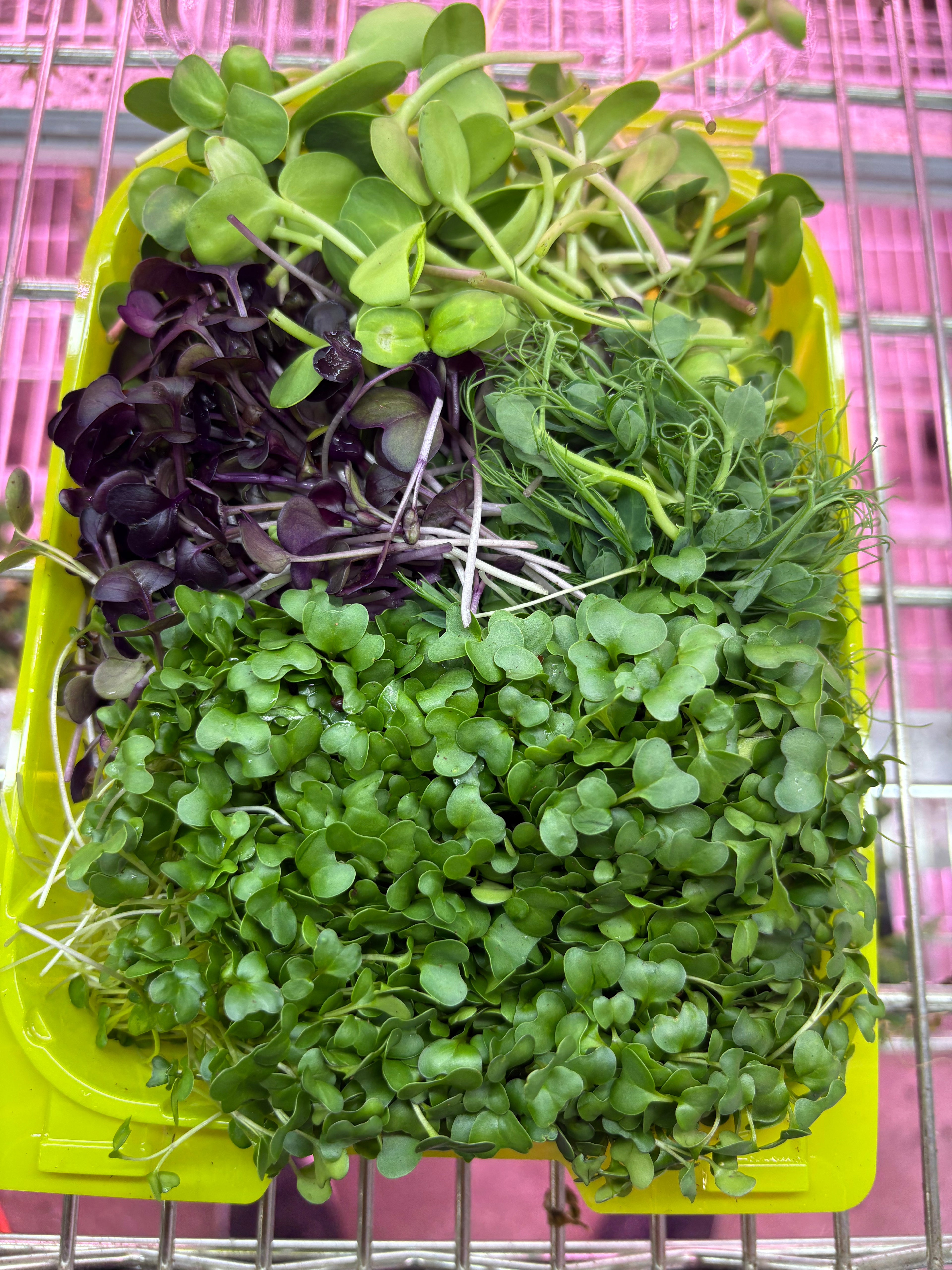 Variety Microgreens Mix — 10 oz Pack